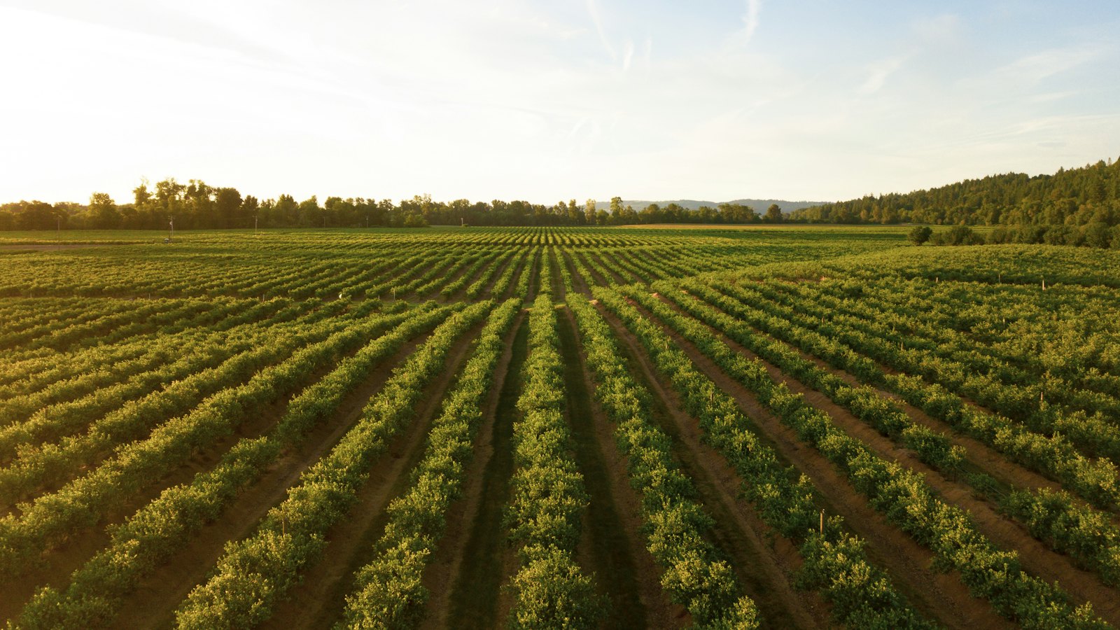 Rows of crops in a field at sunset
