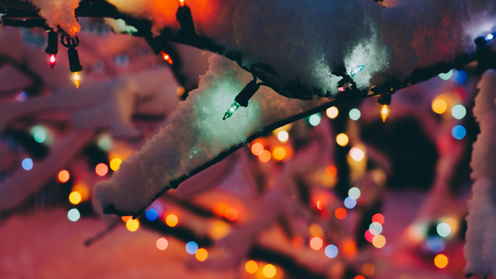 Colourful festive lights on a branch