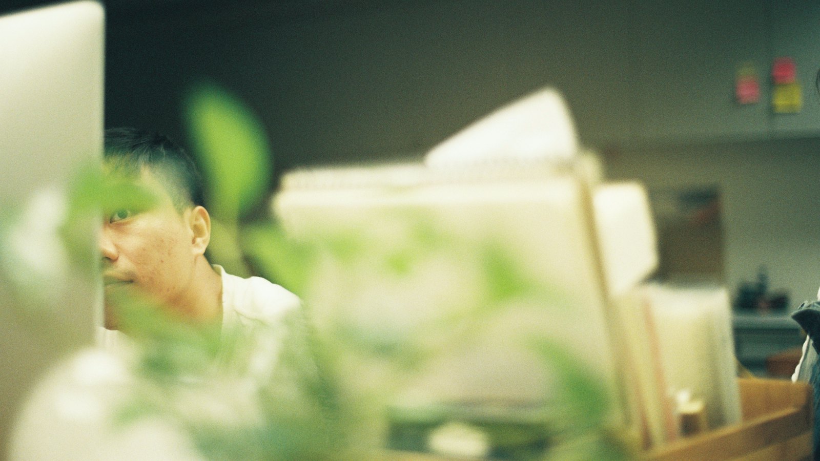 A man partly hidden behind a plant, looking at his computer