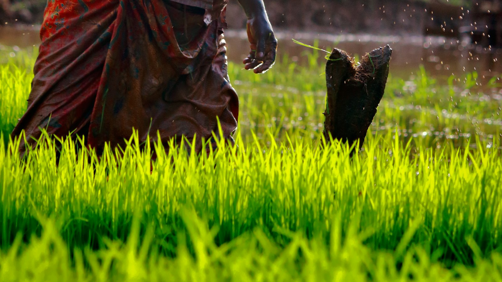 A farmer working in a bright green rice field